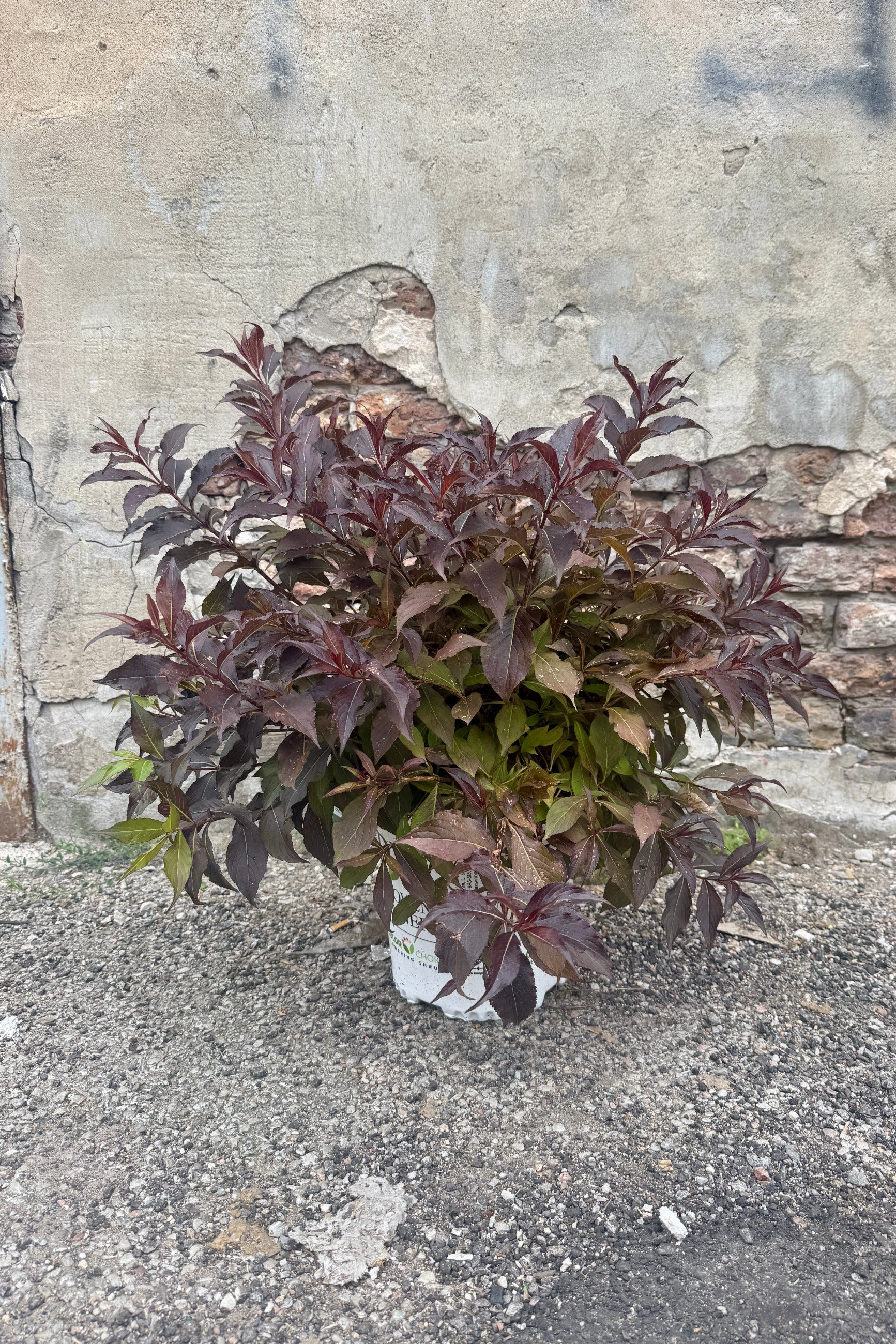 Weigela florida 'Spilled Wine' in a #2 growers pot the end of July against a concrete wall ©Sprout Home