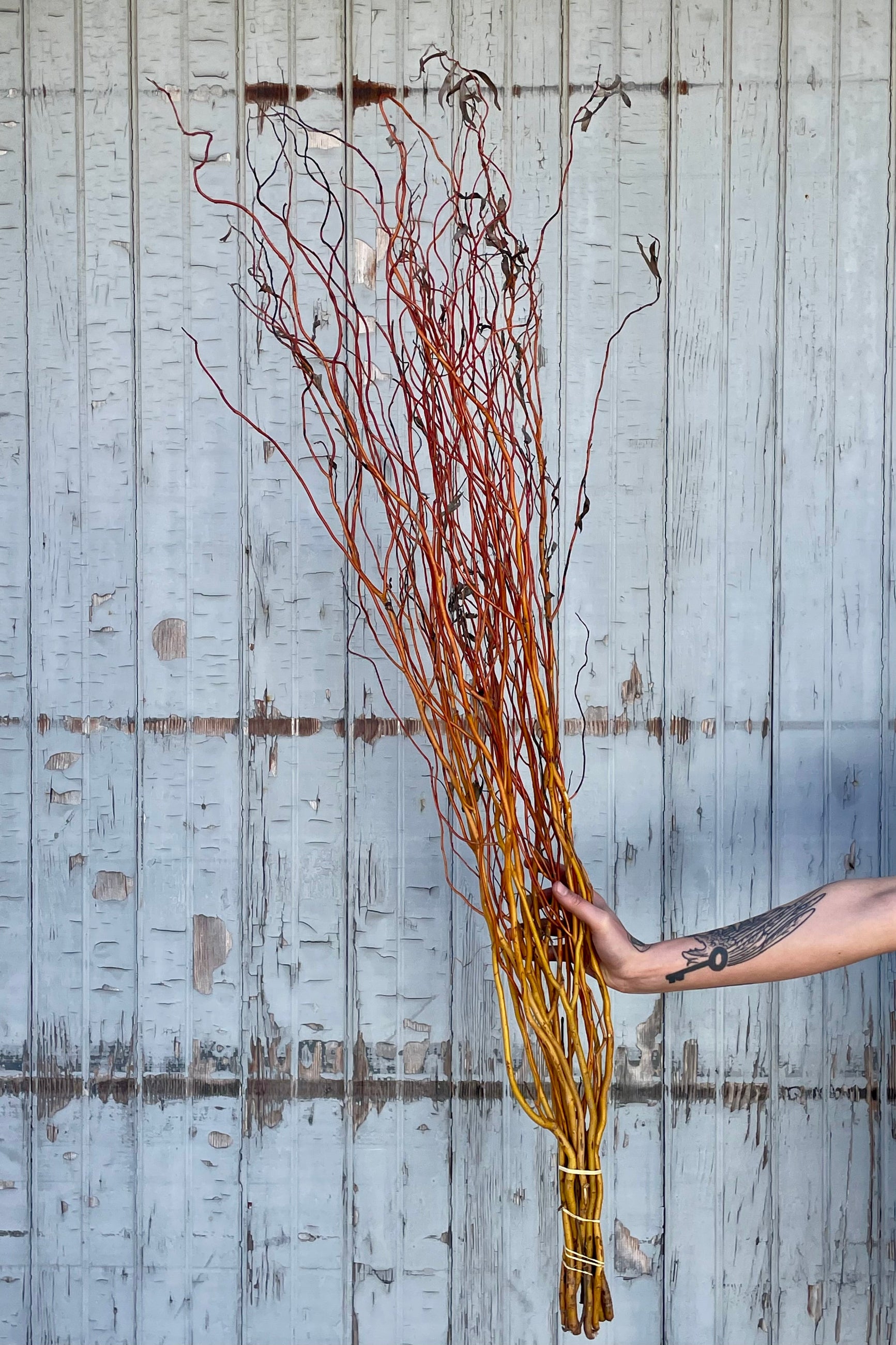 Photo of a hand holing a bunch of curly willow in front of a gray wall. The branches show a gradient of color from golden yellow at the base to coppery orange toward the tips. ©Sprout Home