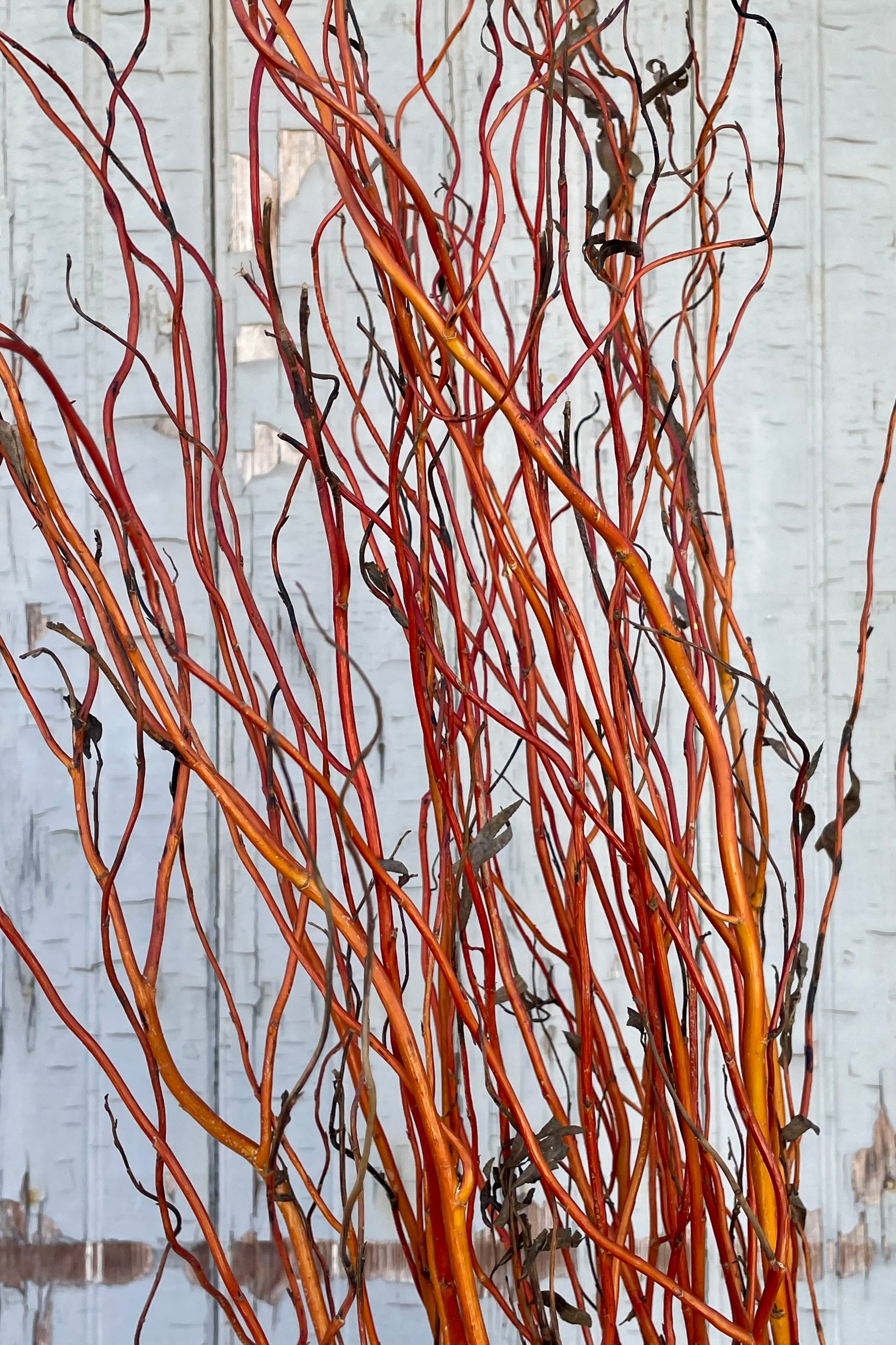 A close photo of curly willow branches in front of a gray wall. The branches are leafless and show a gradient of color including copper, orange, amber and golden yellow. ©Sprout Home