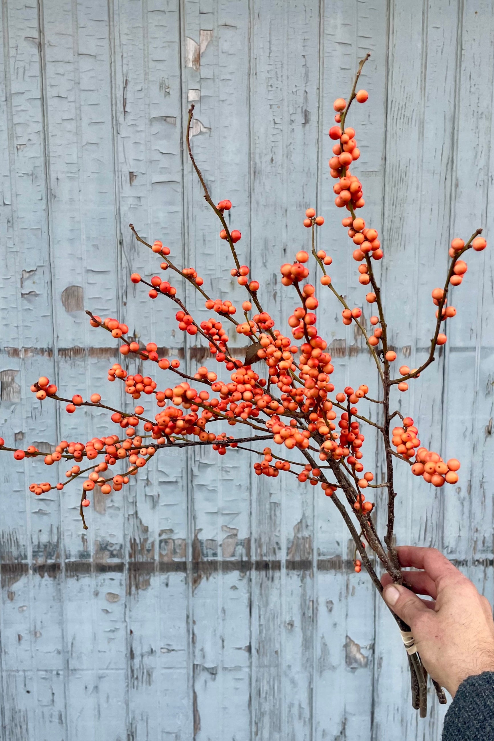 A picture of a hand holding orange winterberry branches showing the coral colored berries. ©Sprout Home