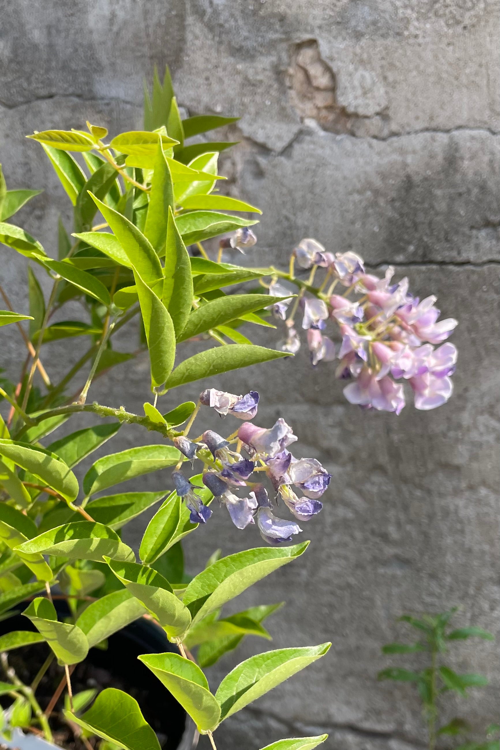 The light purple blooms of the Wisteria 'Blue Moon' the beginning of June gently dangling. ©Sprout Home