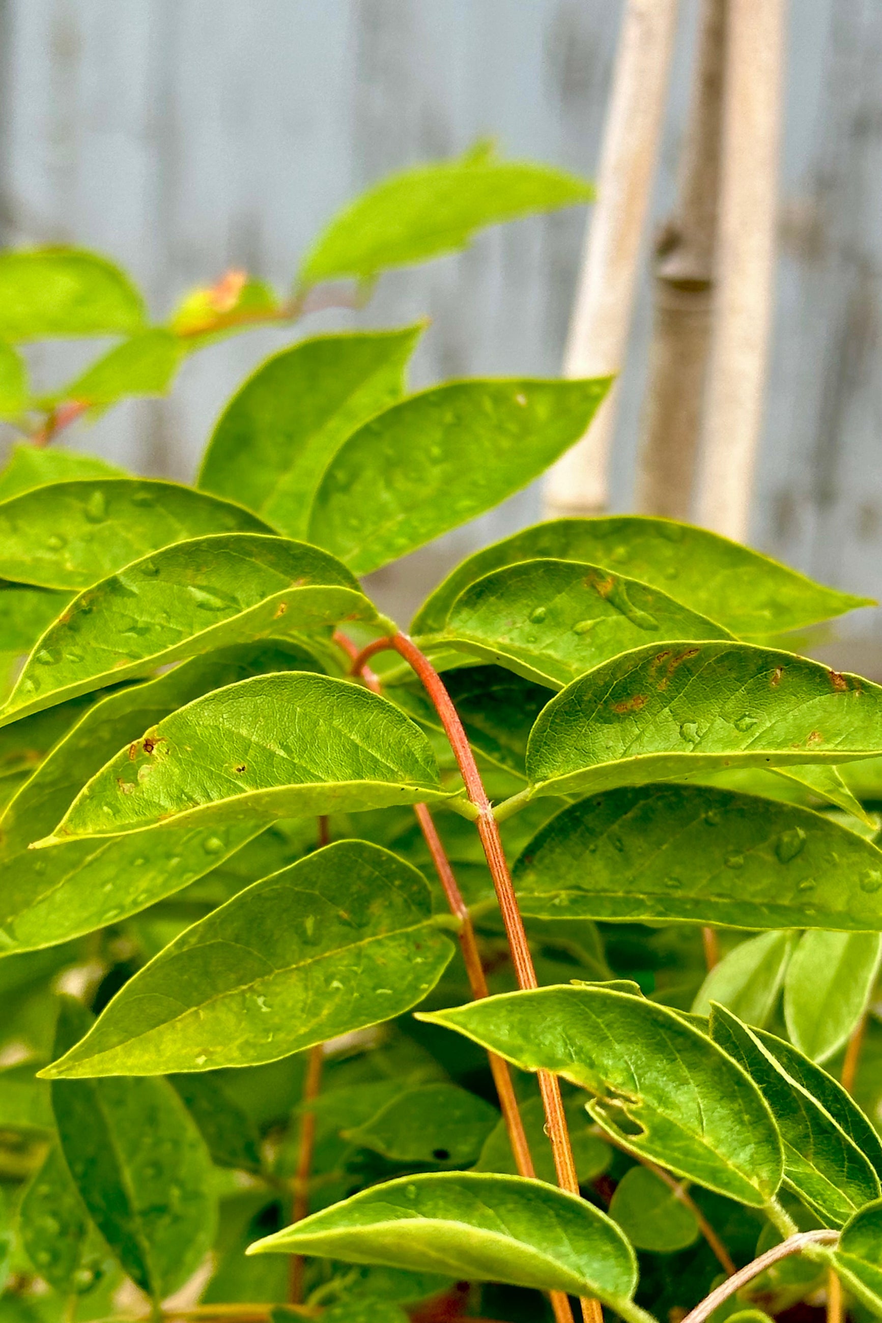 Close up image of the ovate green leaves of the Wisteria 'Summer Cascade' late June after blooming.  ©Sprout Home