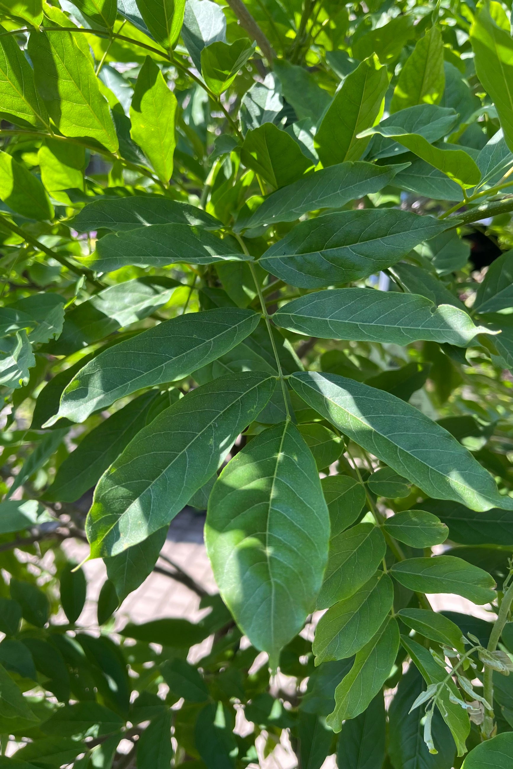 A detail of the green ovate leaves of the Wisteria 'Honbeni' in the middle / end of June. ©Sprout Home