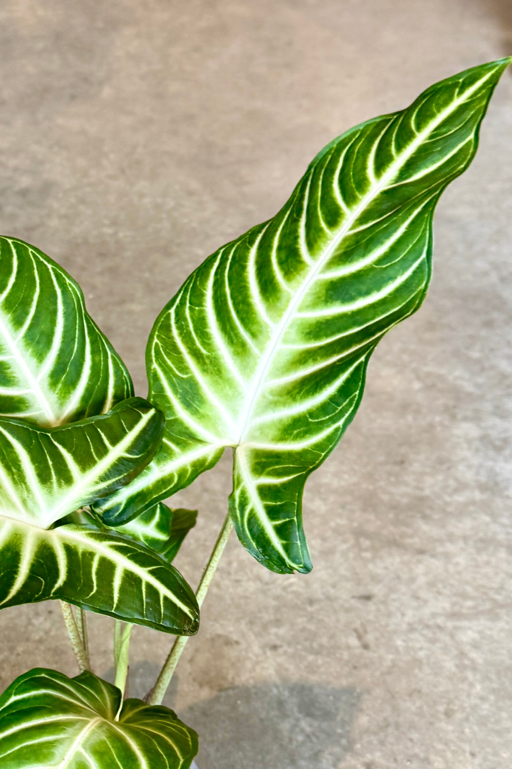 Green leafy Caladium 'Magnificum' plant with white veins on a neutral background ©Sprout Home