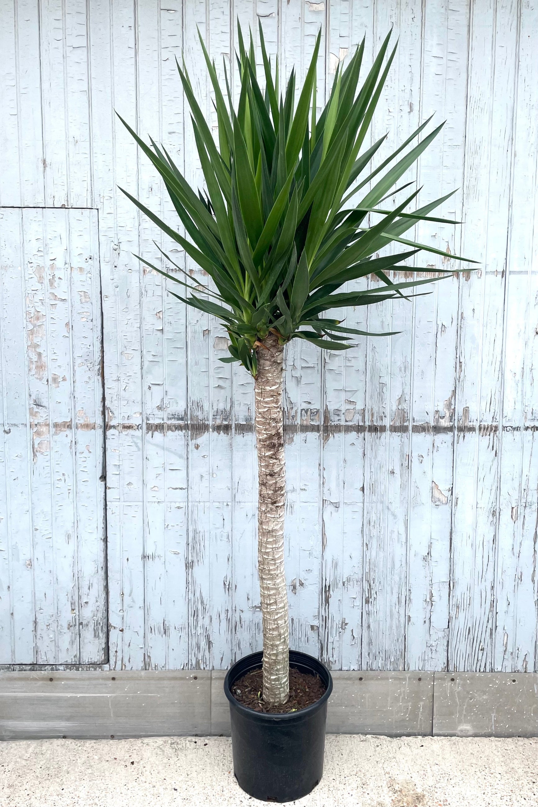 A full view of Yucca gigantea cutback 12" in gallon pot against wooden backdrop ©Sprout Home