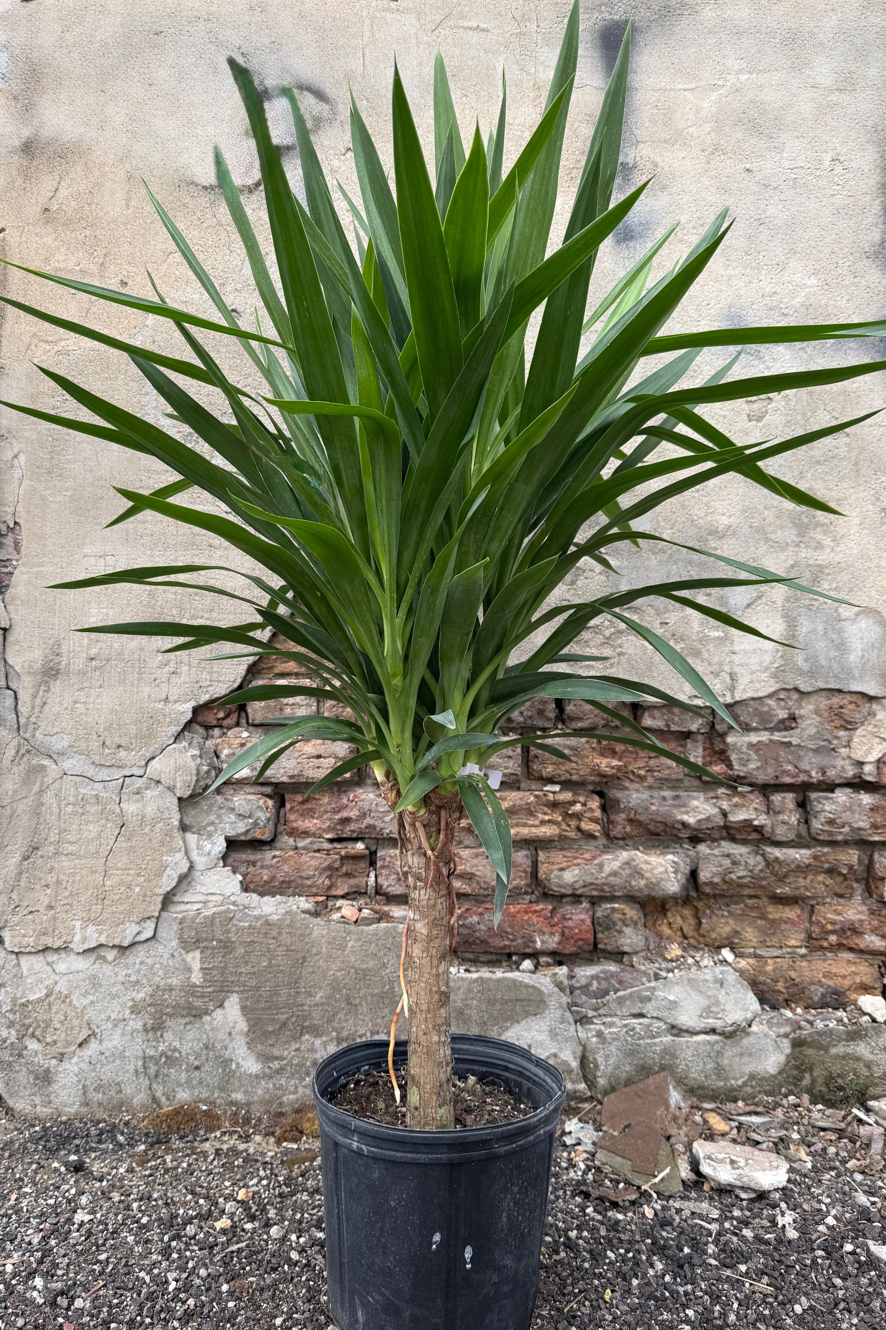 Yucca gigantea in a 10" growers pot standing against a concrete and brick wall ©Sprout Home