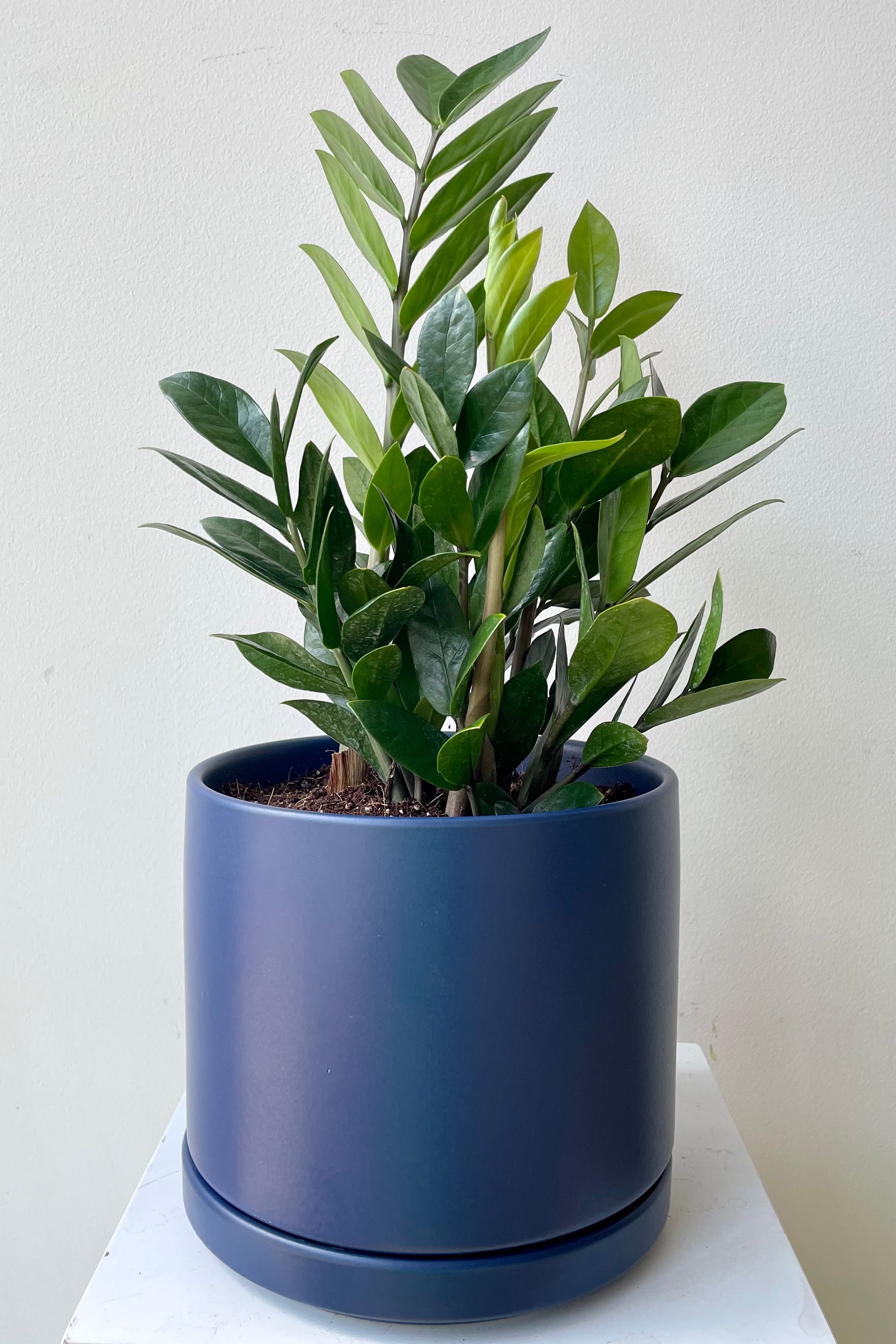 Zamio, ZZ plant, in a blue pot against a white wall.