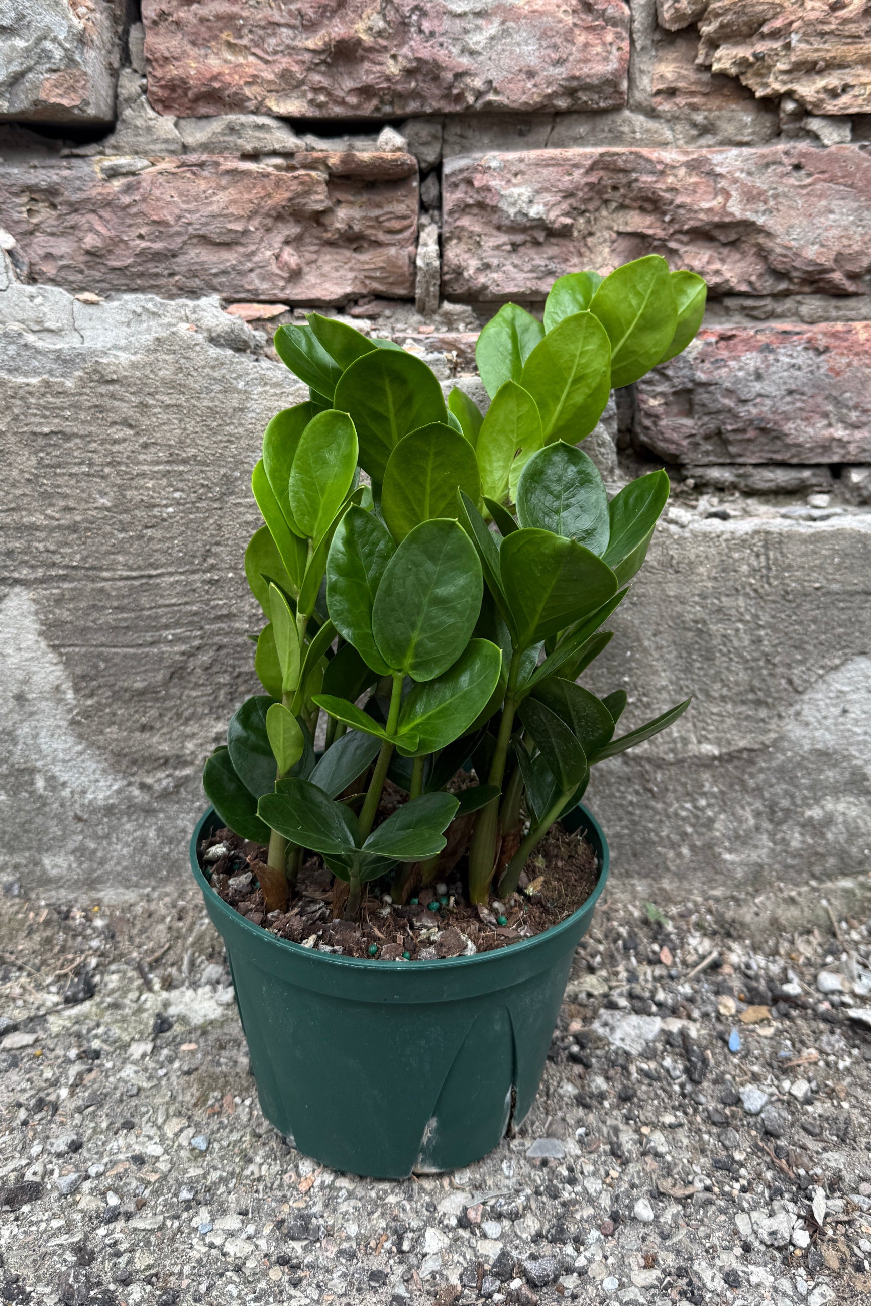 Zamioculcas zamiifolia 'Midori' in a 6" growers pot against a brick wall ©Sprout Home