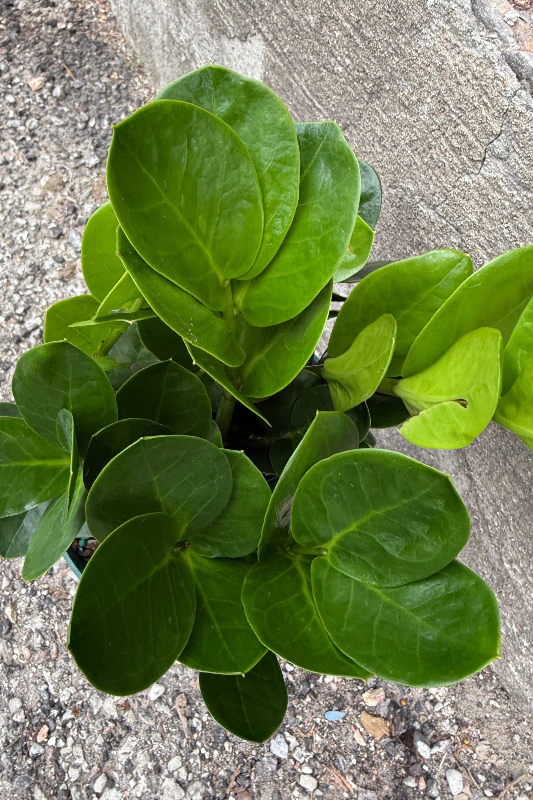 押上PLANTS 押上PLANTS 押上PLANTS 押上PLANTS PERK SHOP @ 東京 / 押上 4月に押上