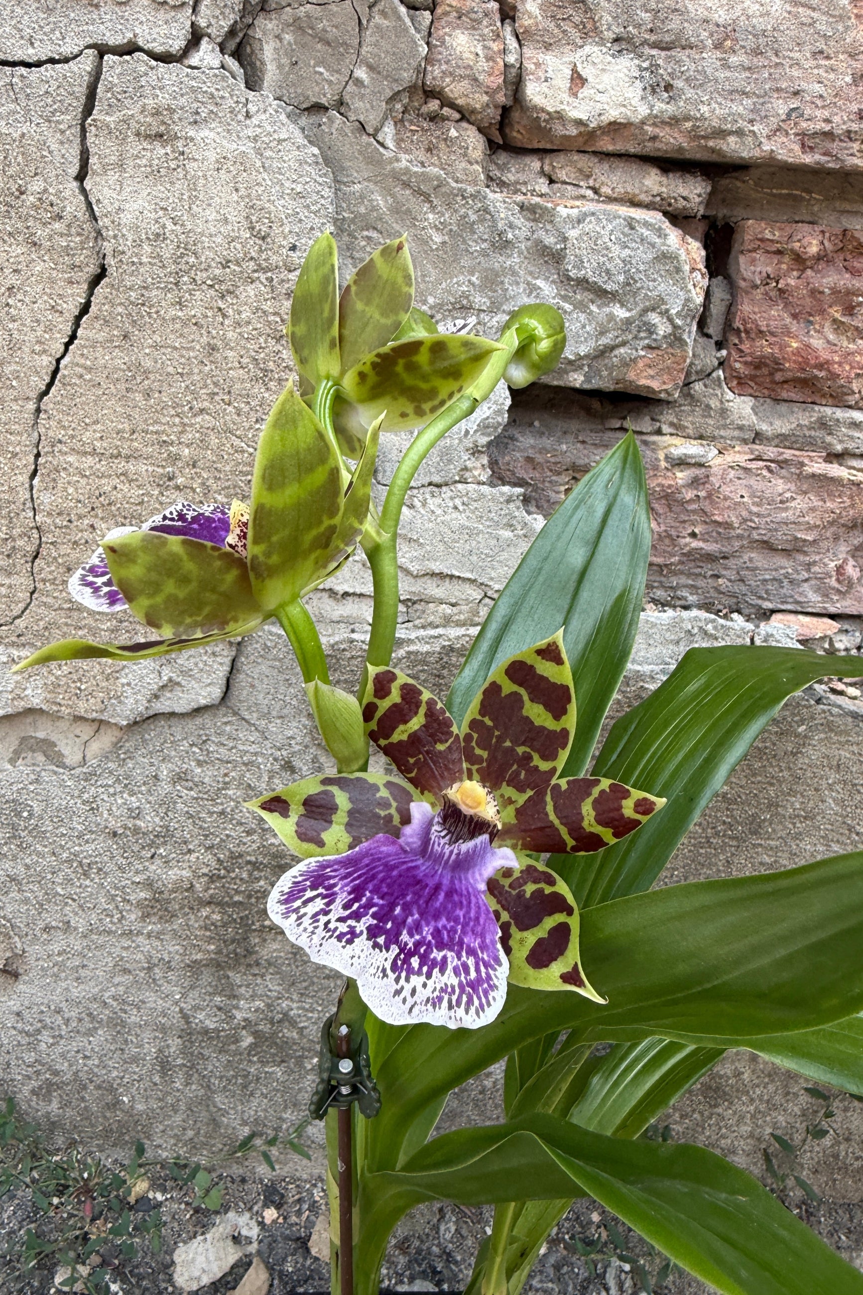 A close-up of a purple and white flowering Zygopetalum 'Jumpin Jack' orchid with green and brown patterned petals, growing in front of a textured stone wall. ©Sprout Home