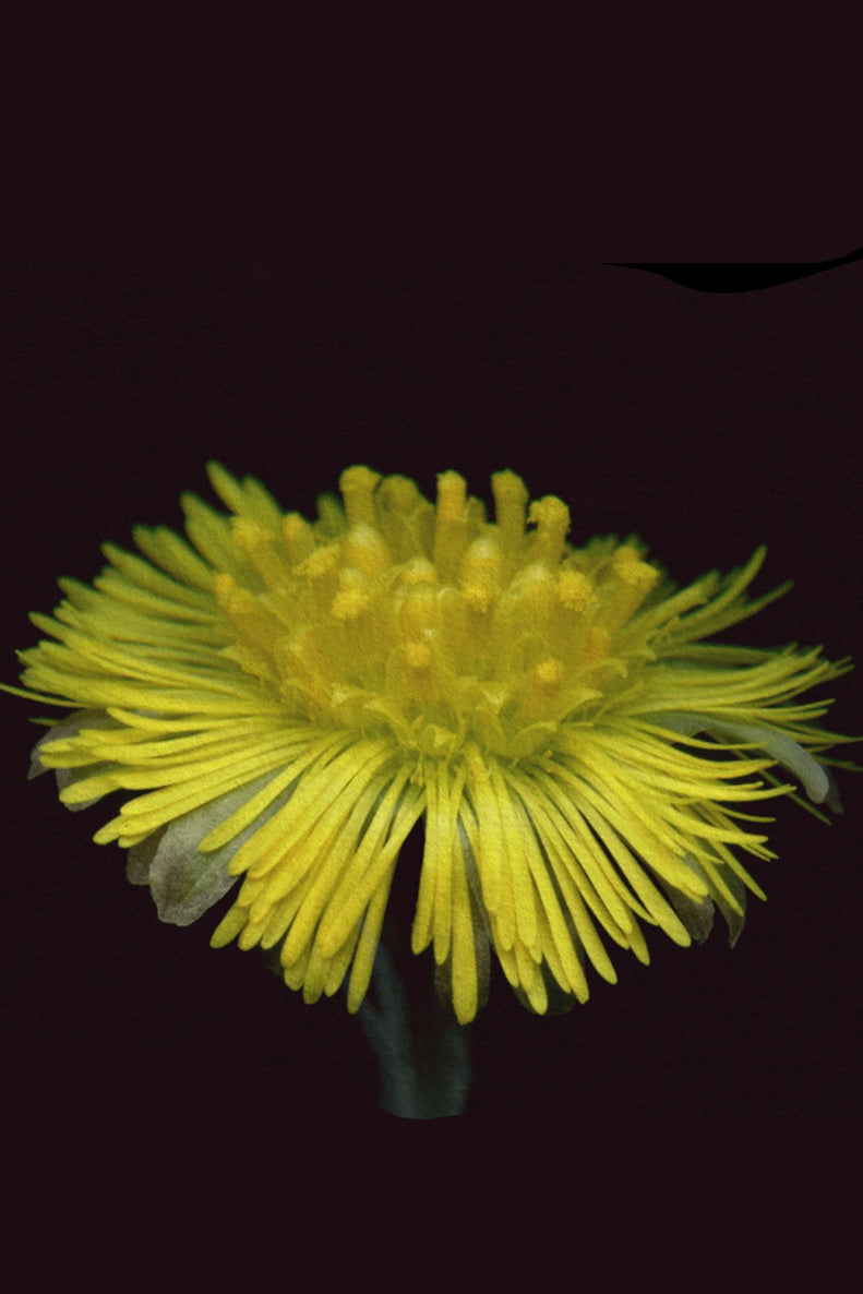 Close-up of a yellow Coltsfoot flower against a black background ©Raoul & Simone