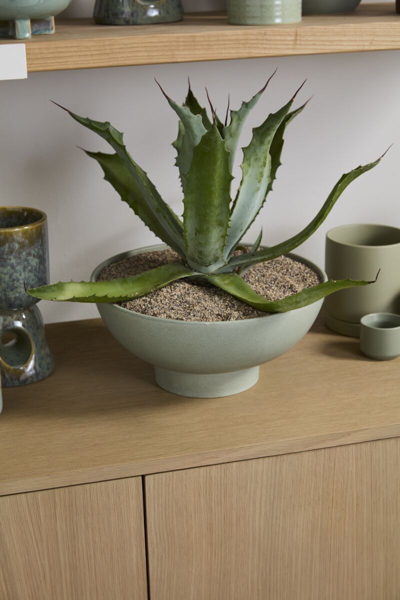 Potted plant in a Beltline Bowl seafoam on a wooden surface with other decorative items. ©Accent Decor