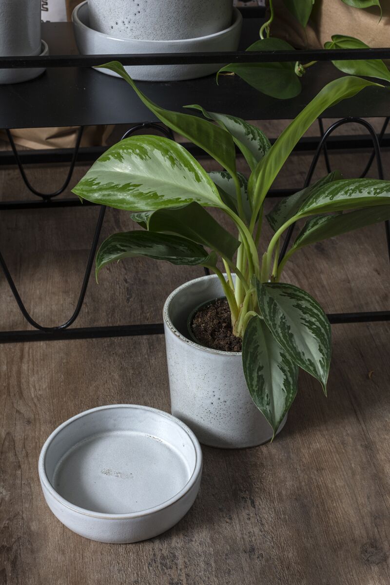 Watson Pot & Saucer White Medium with a plant inside and the saucer to the side ©Accent Decor