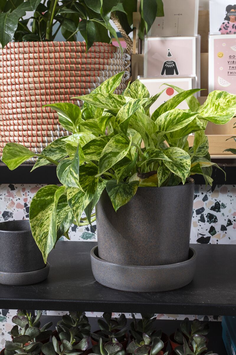 Watson Pot & Saucer Black Large with a plant inside ©Accent Decor