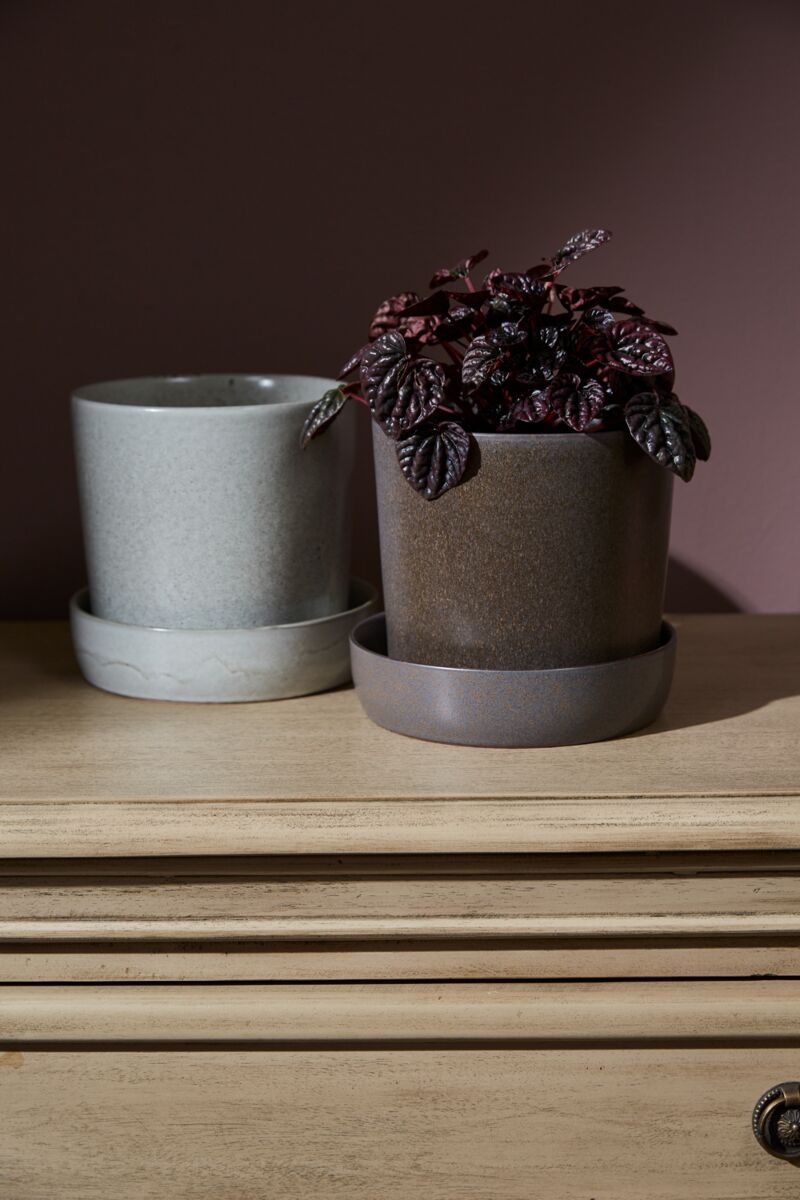 Watson Pot & Saucer Black Large with a peperomia plant inside ©Accent Decor