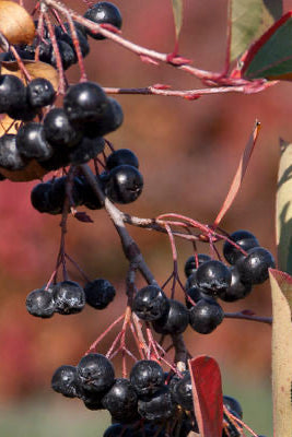 Close-up of black berries on a black chokeberry branch with blurred autumn colored leaves background ©Bailey Nurseries