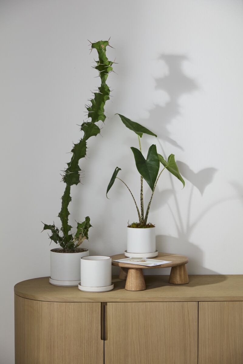 Potted plants in Author Pots on a wooden sideboard against a white wall ©Accent Decor
