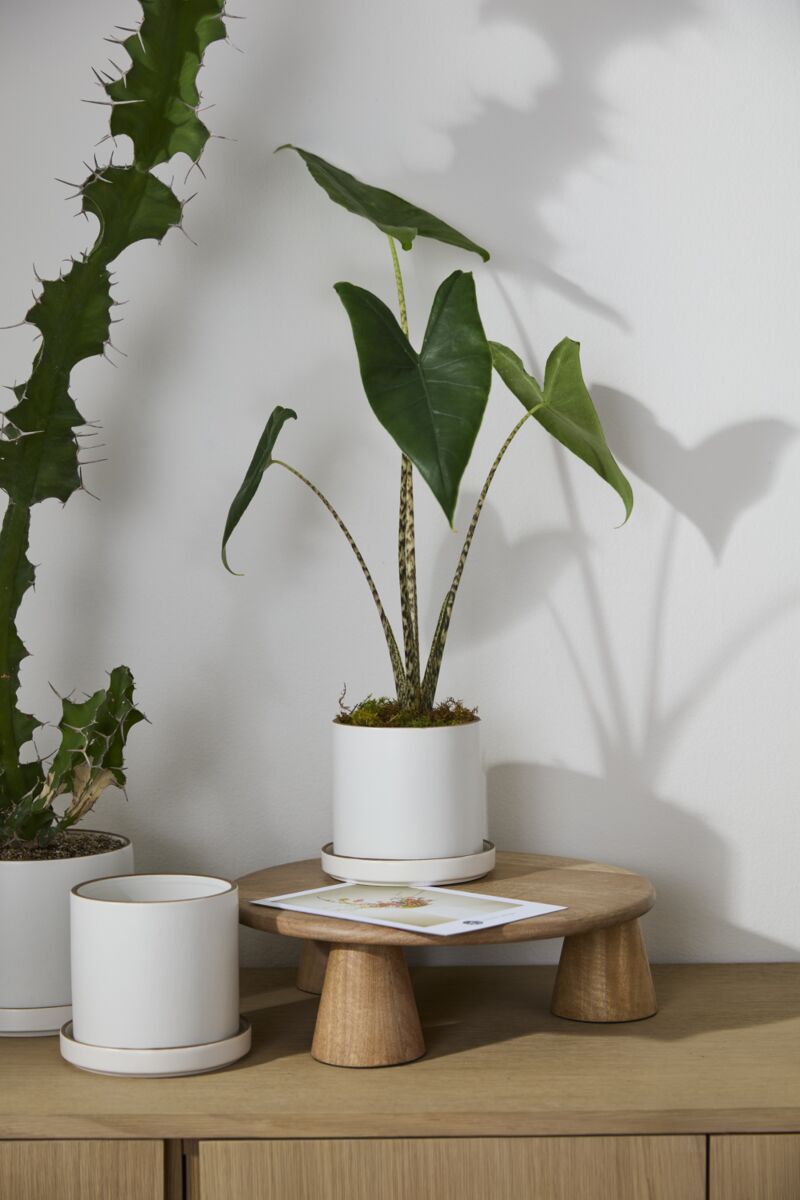 Potted plants in Author Pots on a wooden surface with a white wall background ©Accent Decor