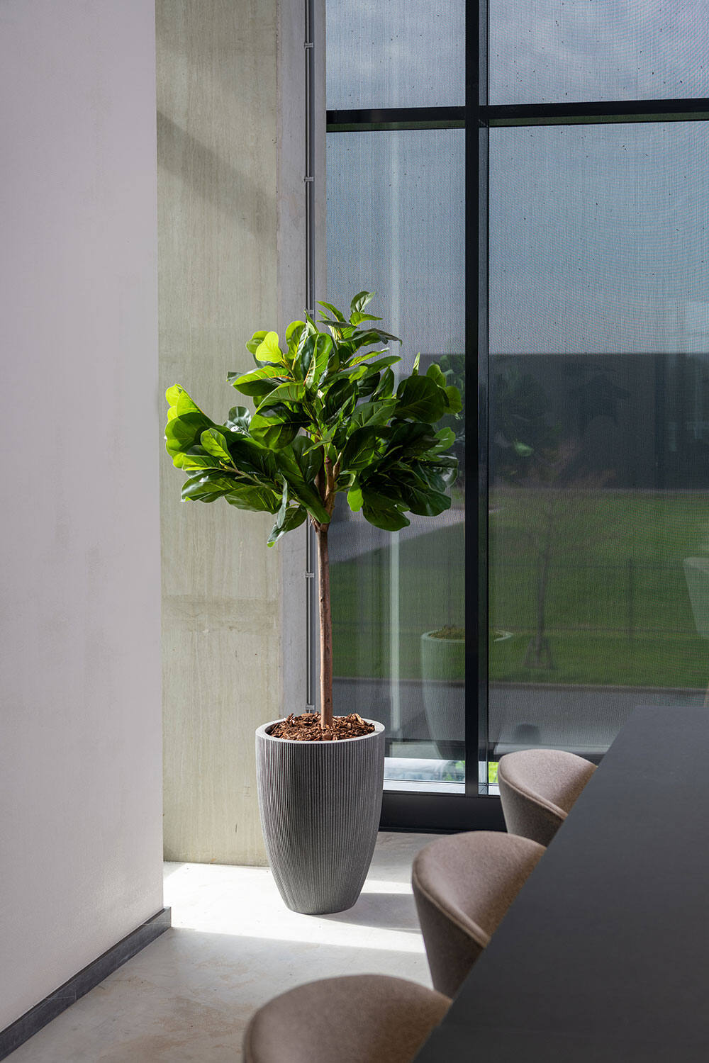 Pottery Pots Ben Pot with vertical ridges in dark grey large potted with a Fiddle leaf ficus in an office room.