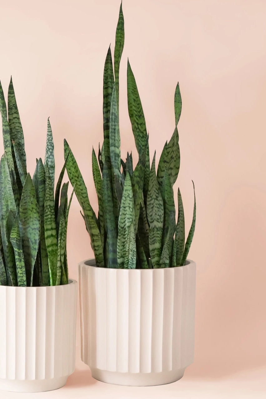 Snake plant in white Monroe pot on a light pink background ©Jungle Club