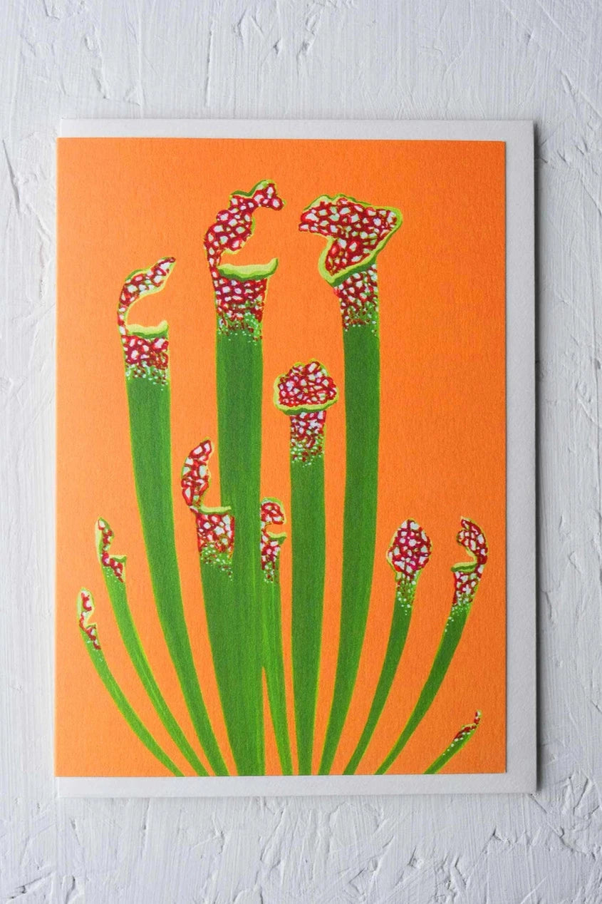 Pitcher plant greeting card by Stengun Drawings with its vibrant pitchers on orange.