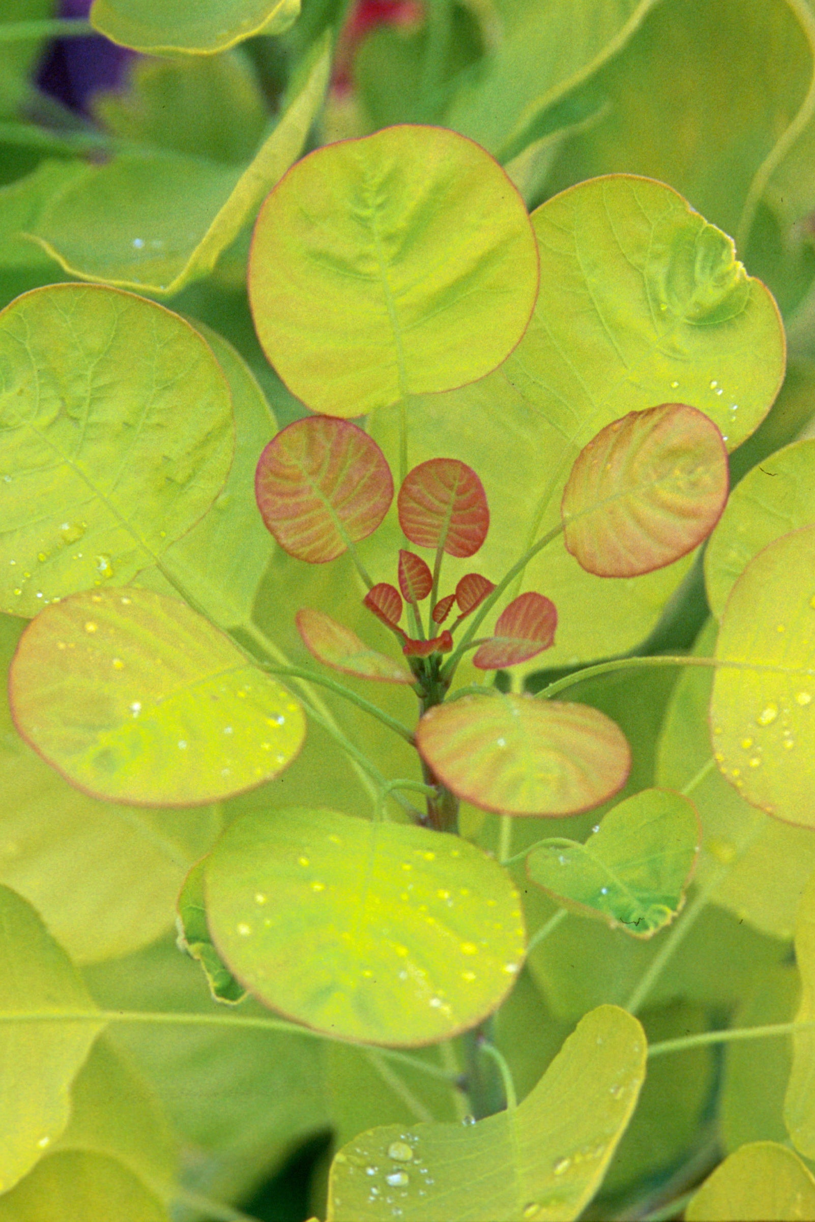 Cotinus 'Golden Spirit' smokebush detail of the neon leaves up close ©Bailey Nurseries