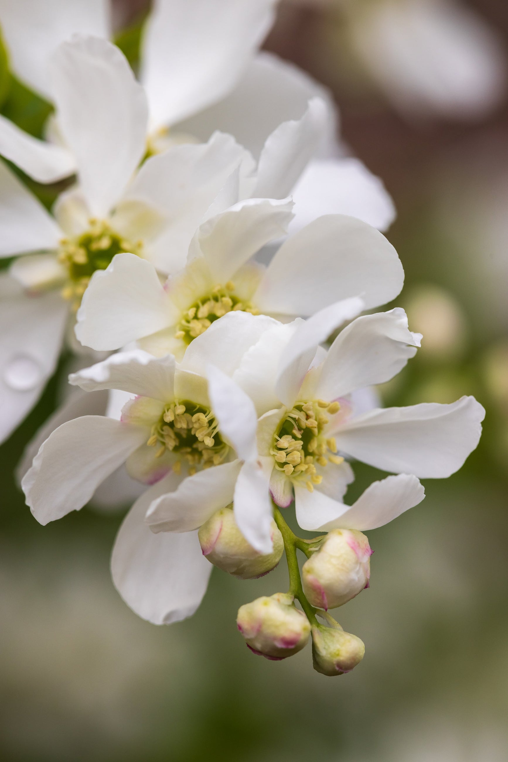 Exochorda 'Lotus Moon' white flowers in full bloom and up close ©Bailey Nurseries