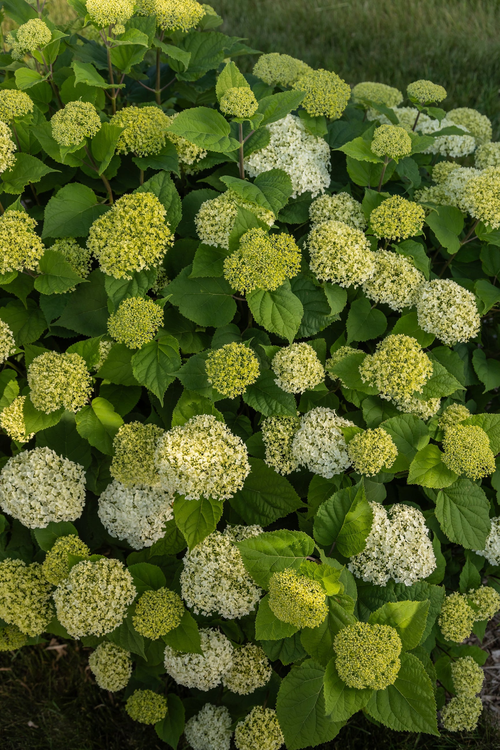 Hydrangea 'Flowerfull' in bloom and up close ©Bailey Nurseries