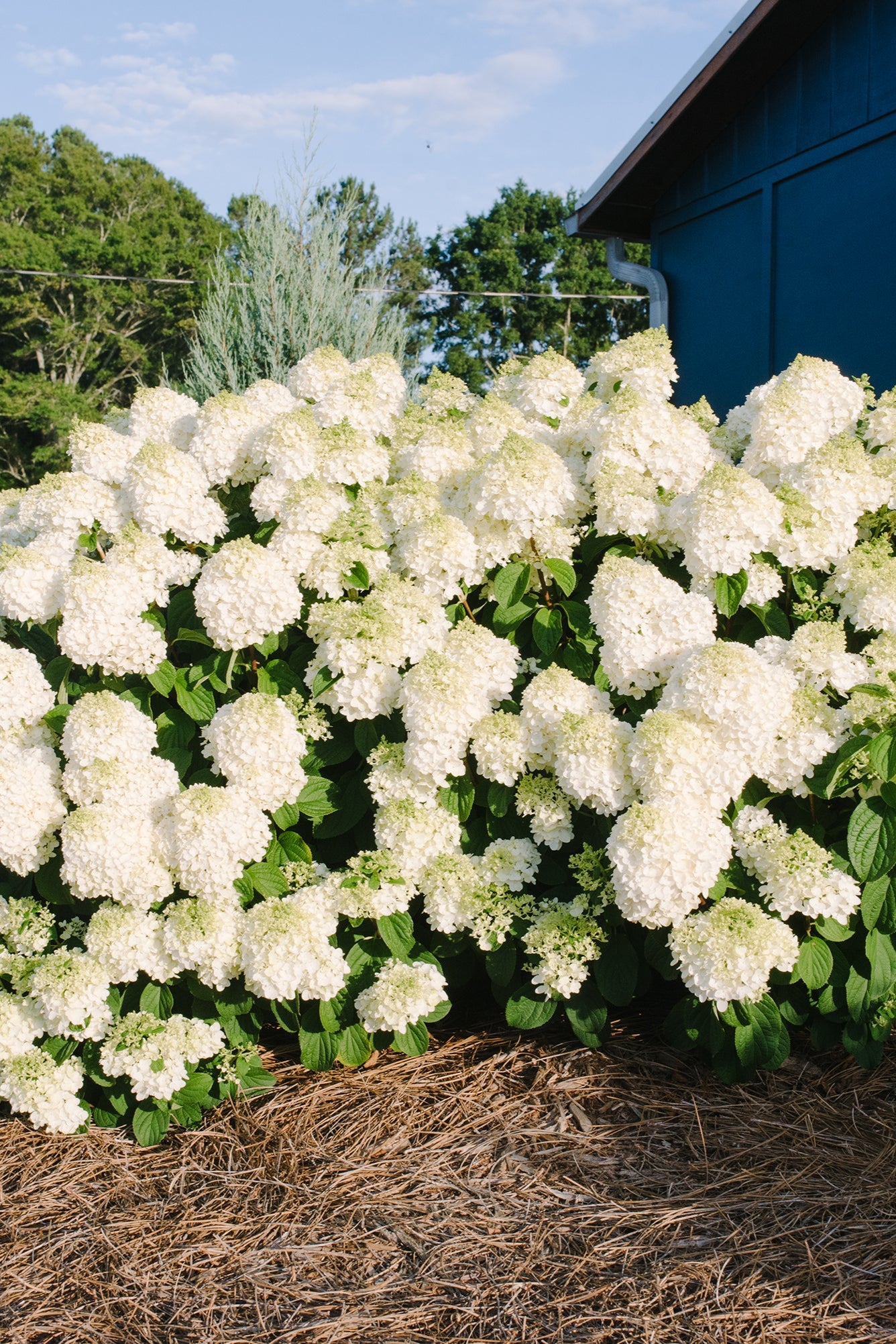 Hydrangea 'Little Hottie' mature multiple shrubs in bloom ©Bailey Nurseries
