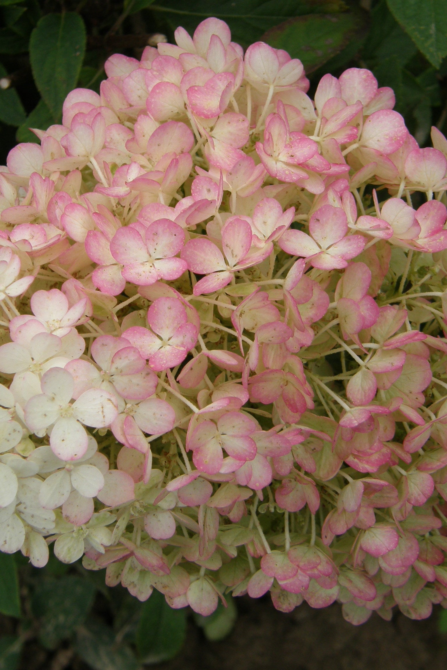 Hydrangea 'Bobo' flower up close ©Bailey Nurseries