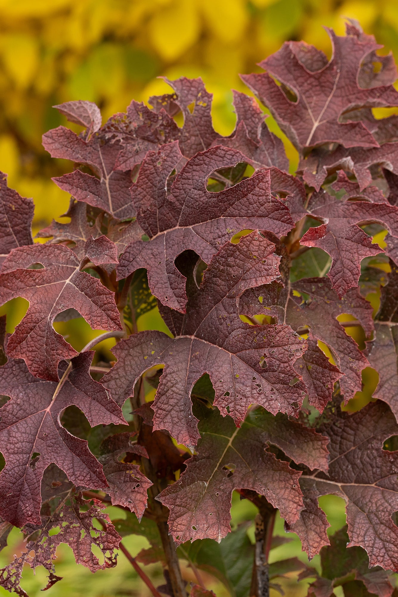Hydrangea 'Jetstream' shrub showing the burgundy fall foliage ©Bailey Nurseries