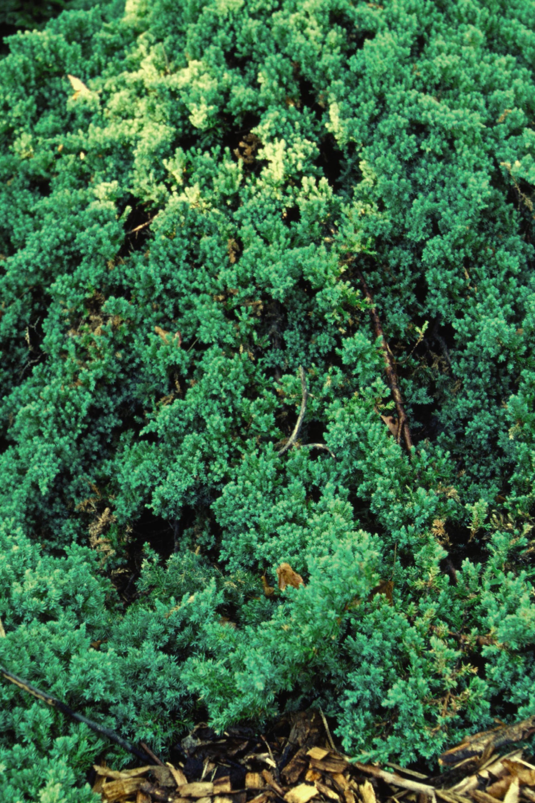 Juniper 'Nana' planted and creeping over a raised ledge area ©Bailey Nurseries