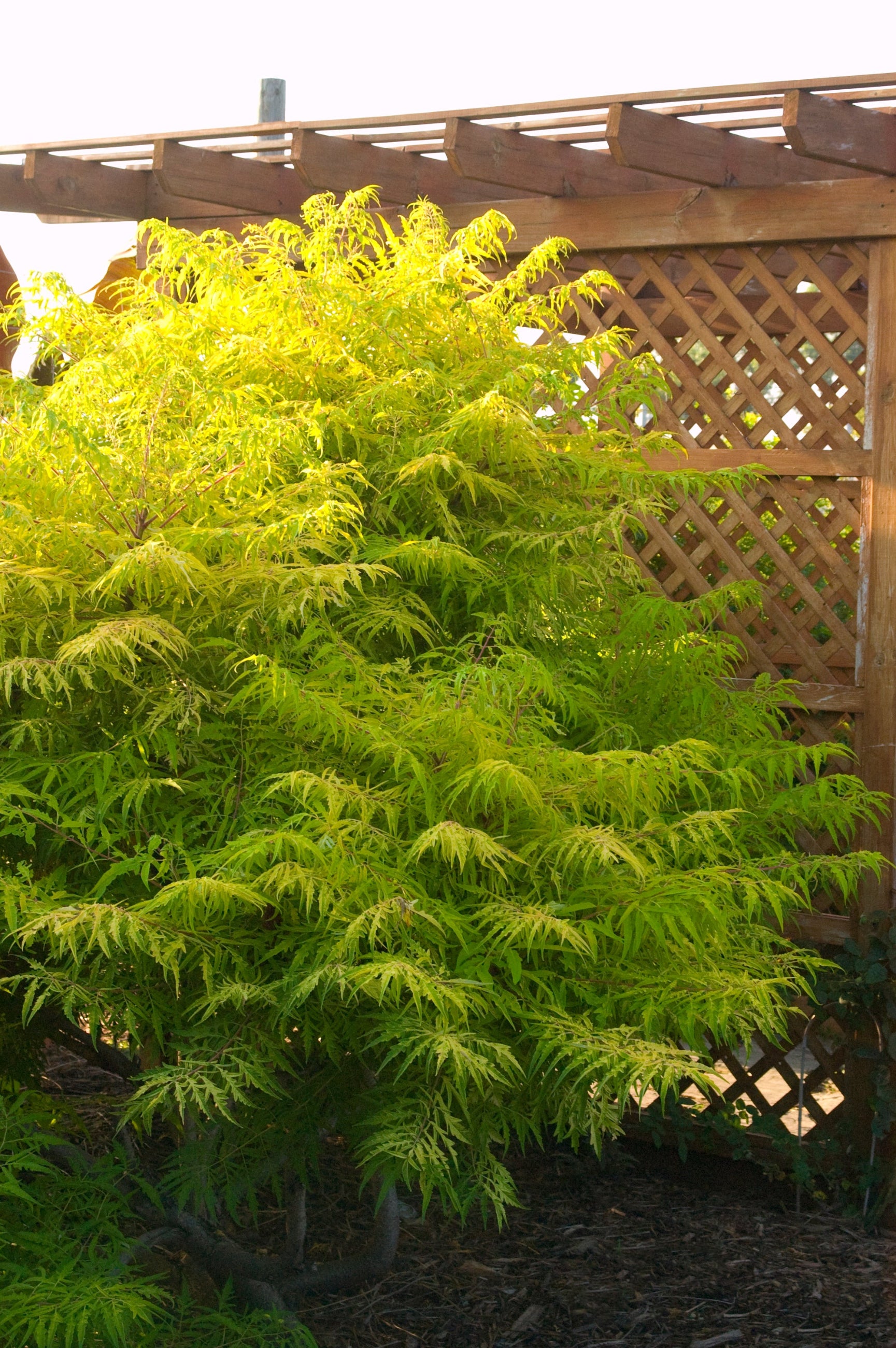 chartreusecoloration of the Rhus 'Tiger Eye' planted in the landscape and at a mature size ©Bailey Nurseries