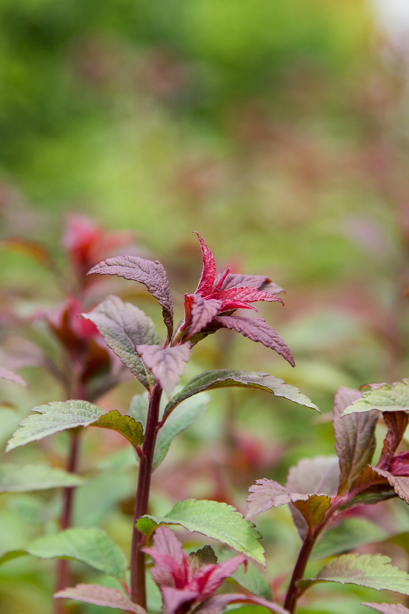 Spireaea 'Superstar' leaves up close covered ©Bailey Nurseries