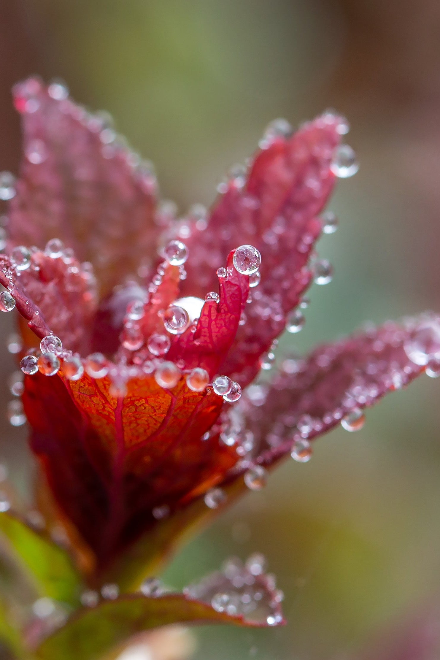 Spireaea 'Superstar' leaves up close covered in dew ©Bailey Nurseries