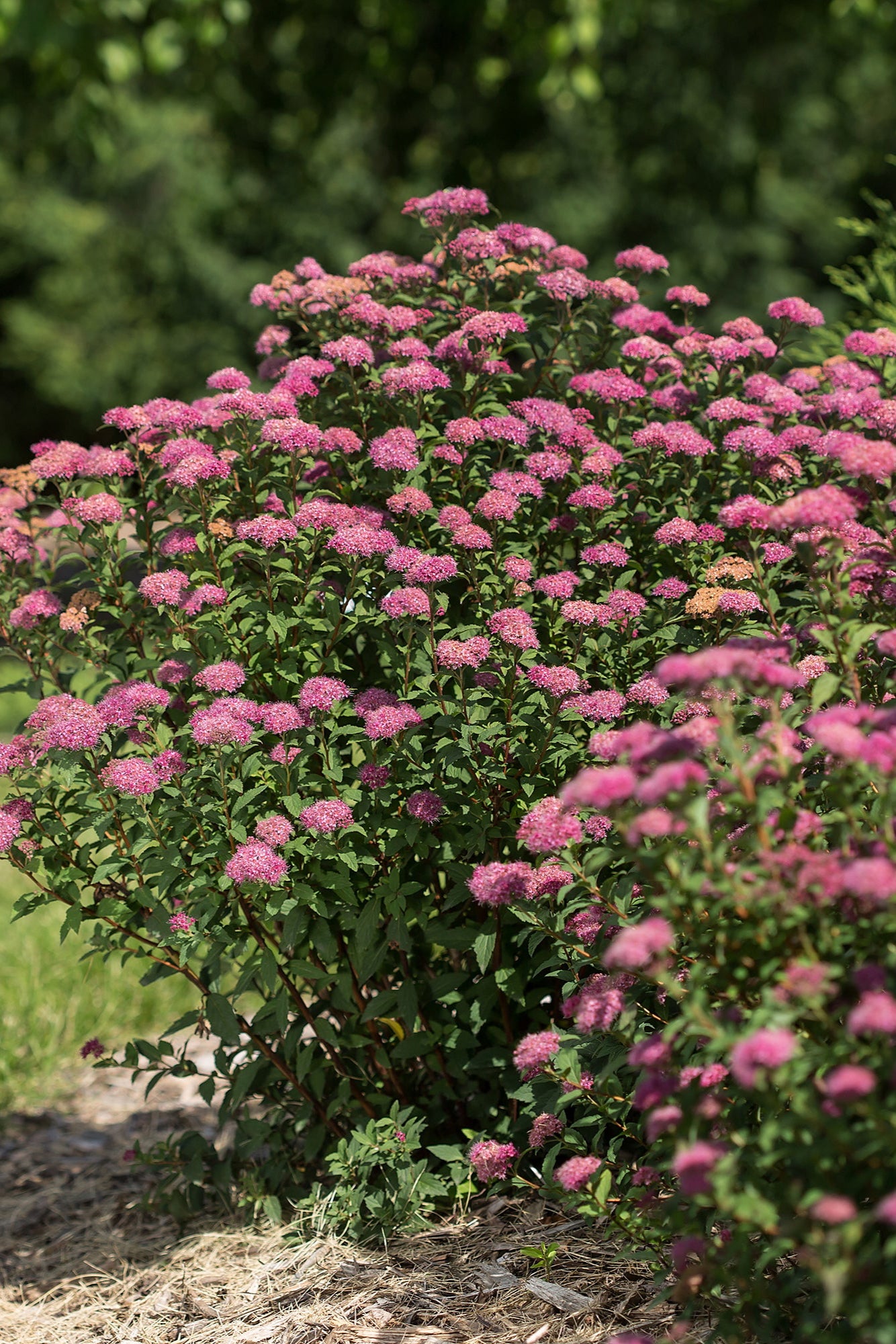 Spiraea 'Superstar' mature shrubs planted in the landscape and blooming ©Bailey Nurseries