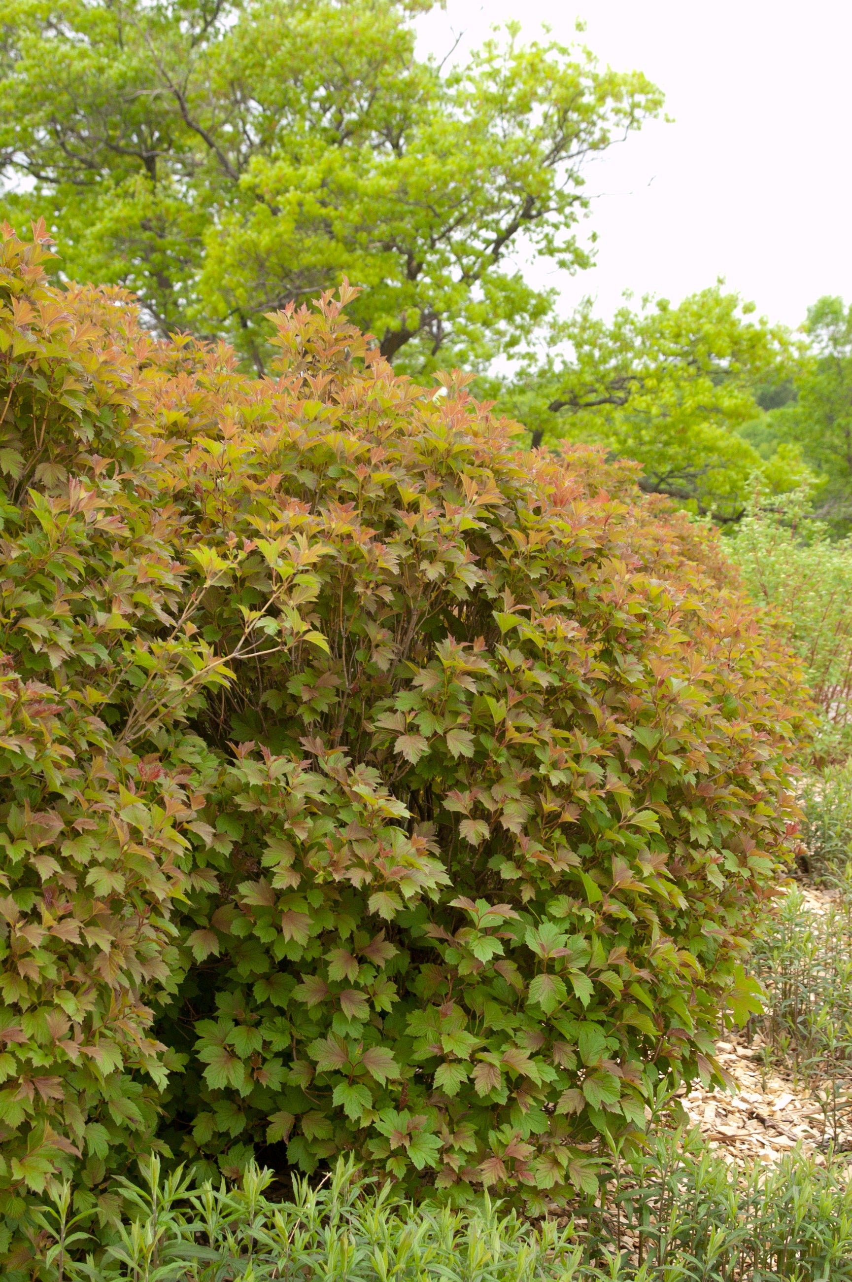 Viburnum 'Bailey Compact' American cranberry bush in a mature state in the landscape ©Bailey Nurseries