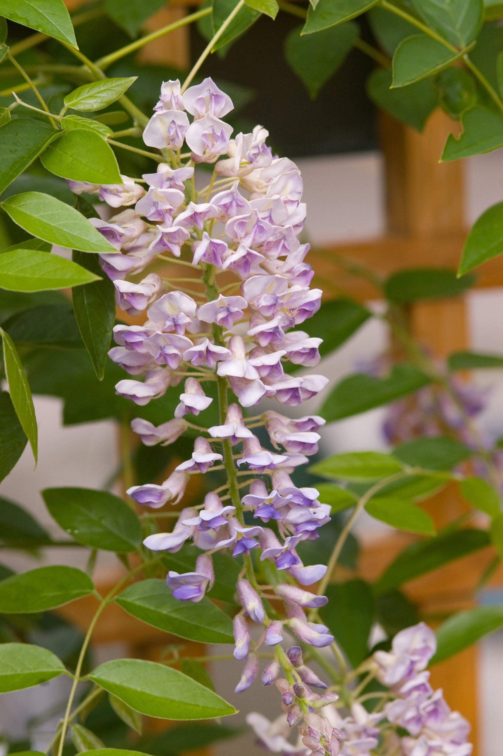 Wisteria 'Summer Cascade' white to purple cascading flowers ©Bailey Nurseries