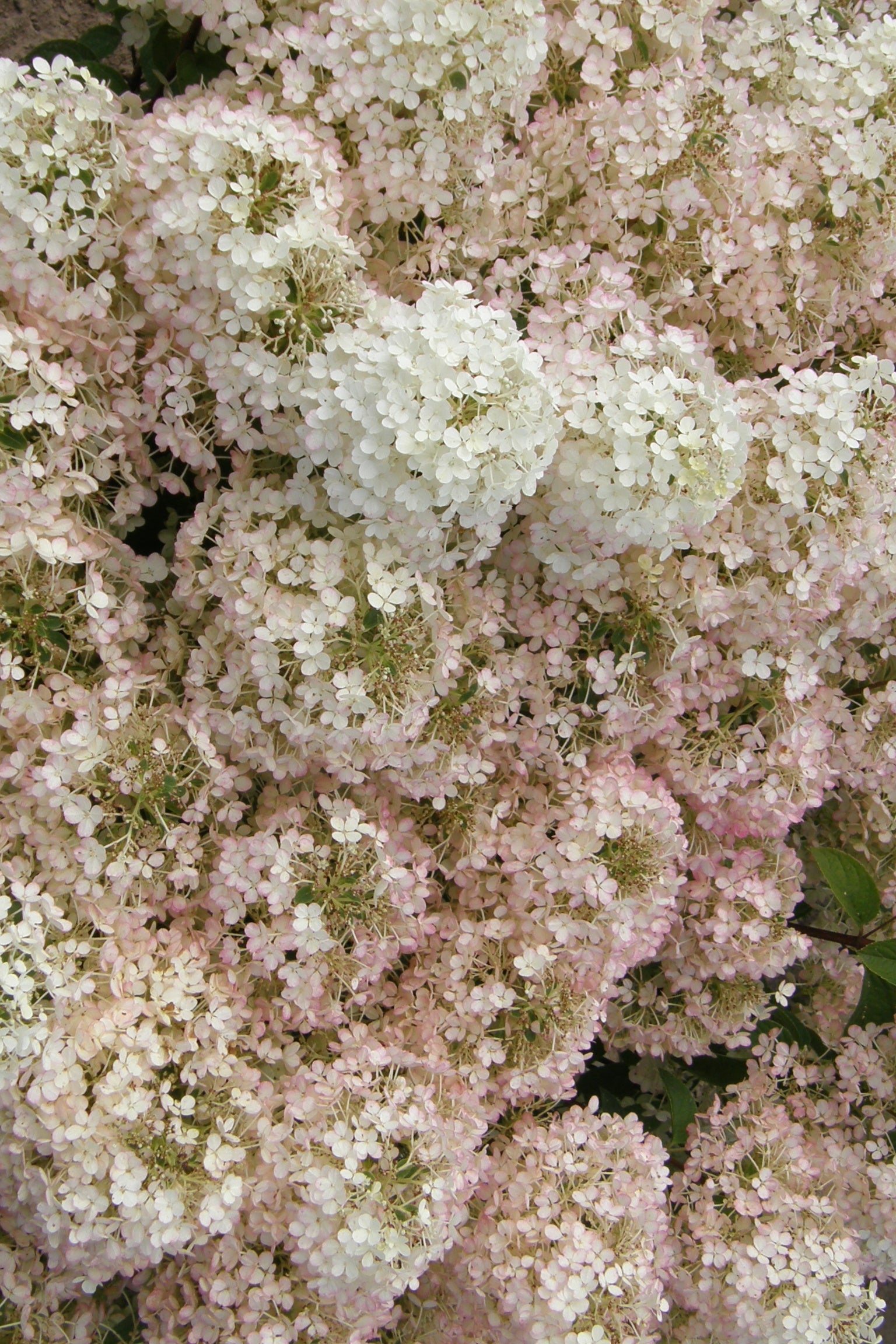 Hydrangea 'Bobo' flowers in bulk up close ©Bailey Nurseries