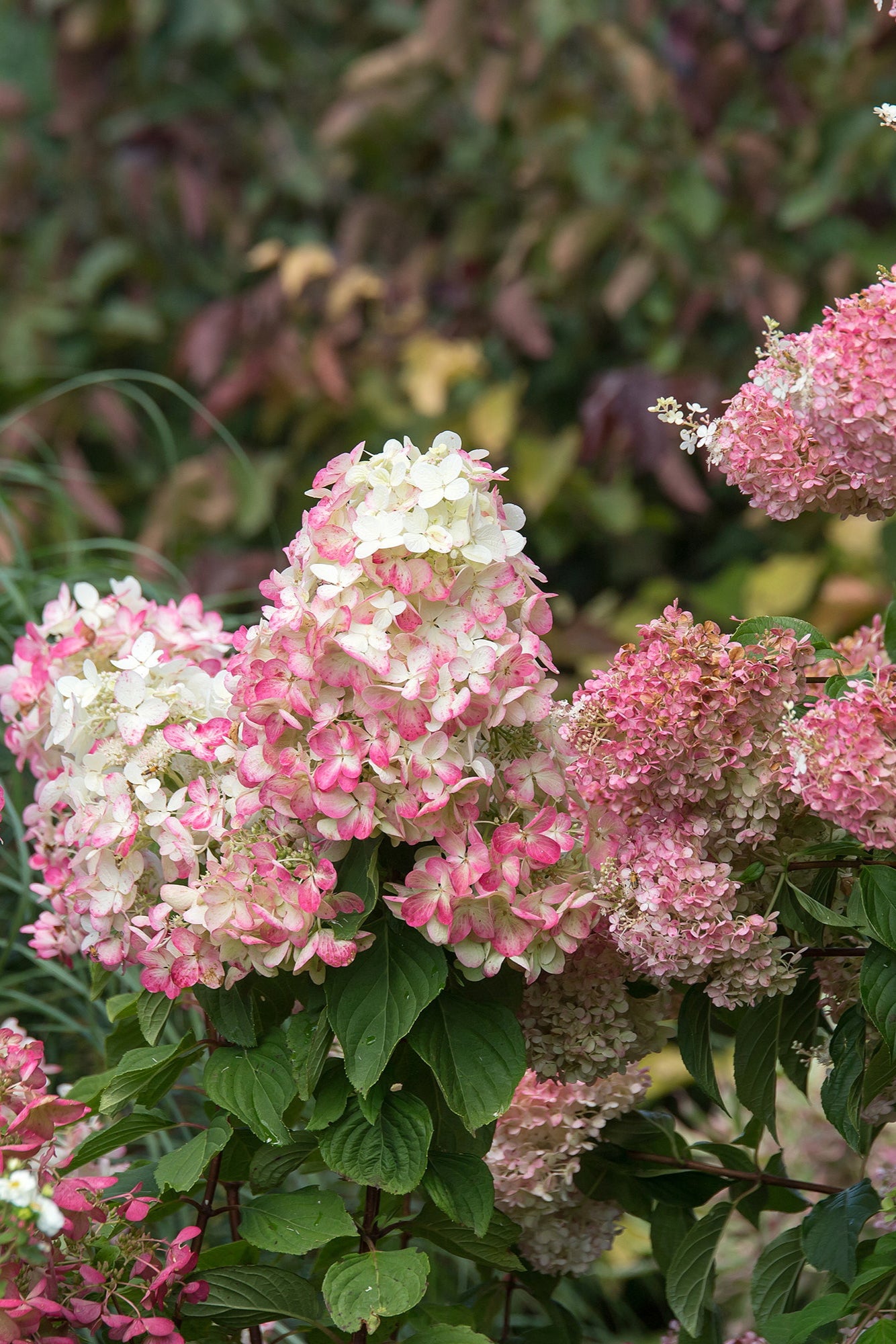 Hydrangea p. 'Diamond Rouge' blooming and up close ©Bailey Nurseries