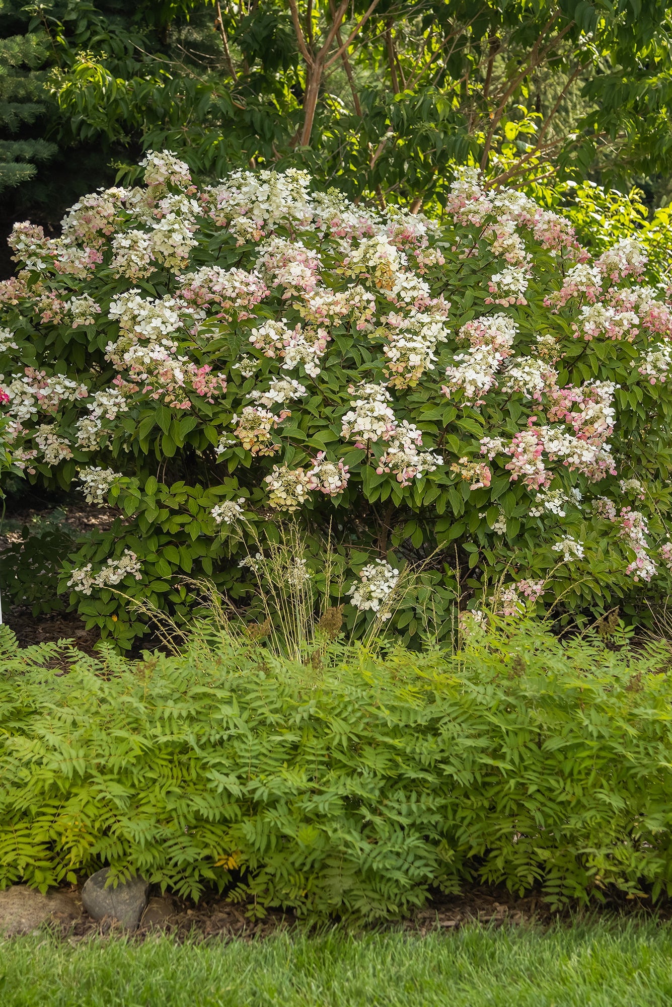Hydrangea p. 'Diamond Rouge' fully grown and in a garden ©Bailey Nurseries