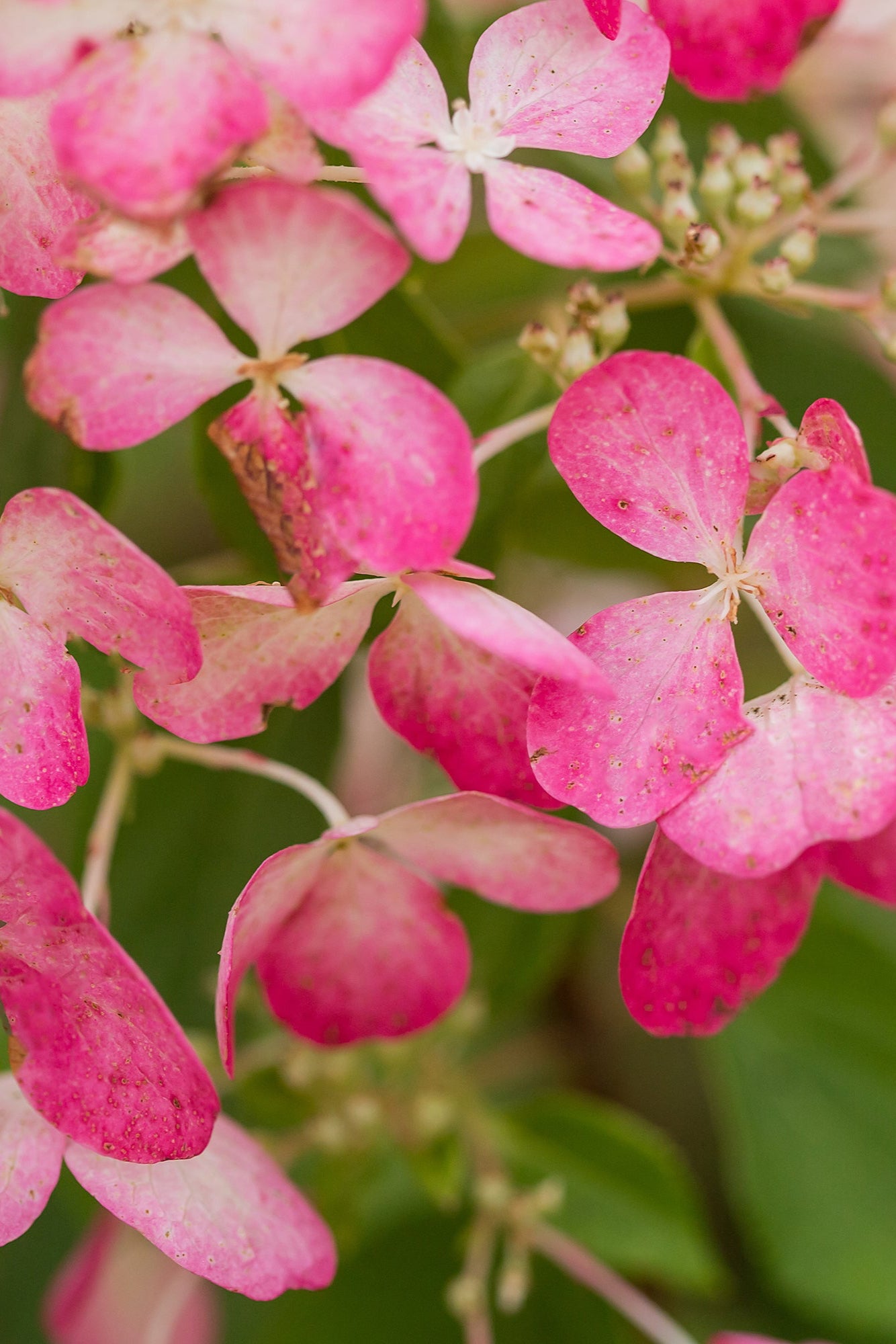 Hydrangea p. 'Diamond Rouge' flowers as they turned raspberry pink and up close ©Bailey Nurseries