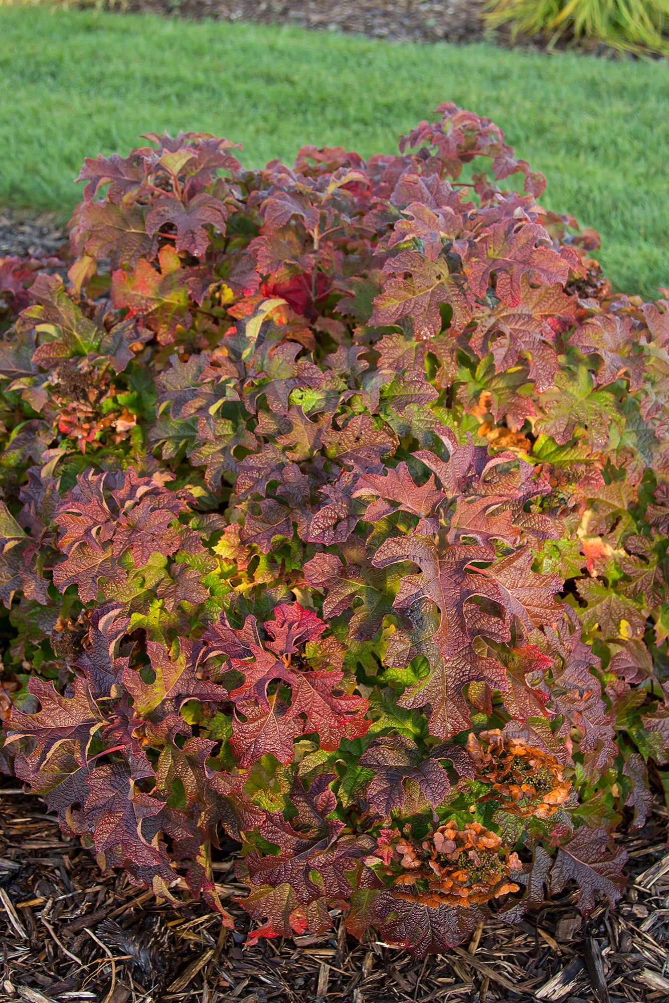 Hydrangea 'Jetstream' shrub at maturity, with fall leaves in a garden ©Bailey Nurseries