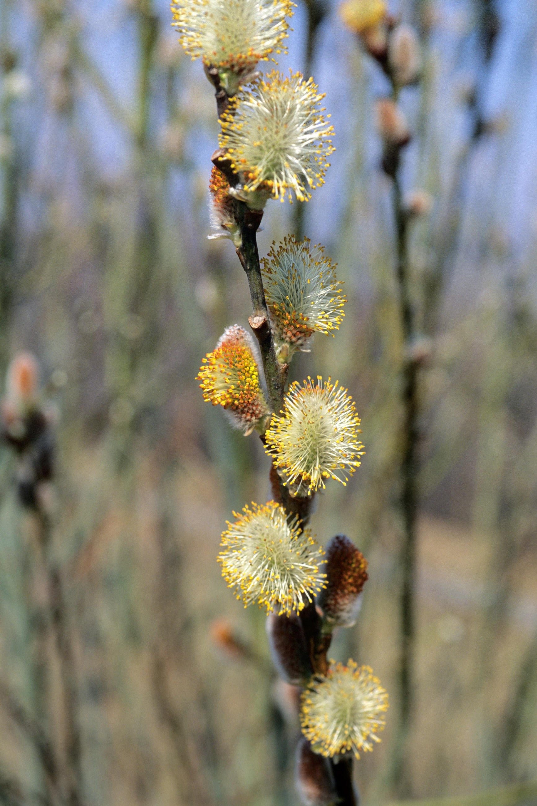 Salix discolor pussy willows up close ©Bailey Nurseries