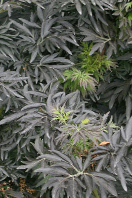 Sambucus n. 'Laced Up' dark leaves up close ©Bailey Nurseries