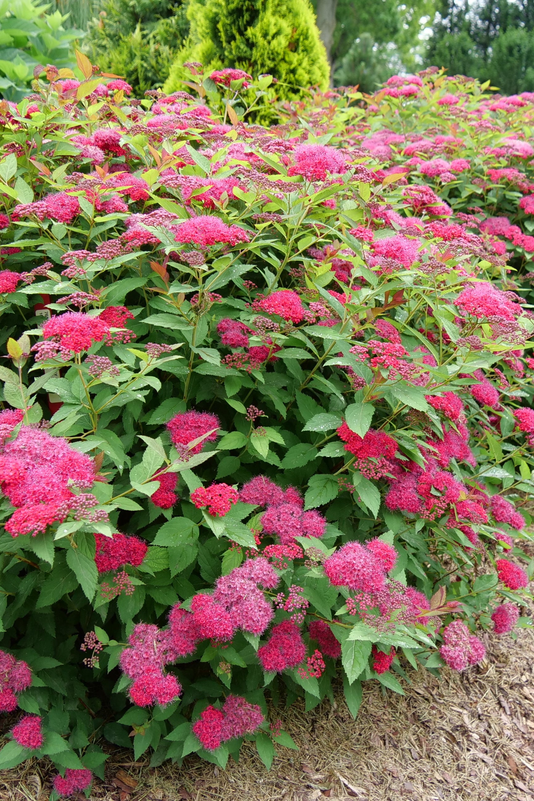 Spiraea 'Double Play Doozie' planted in a landscape and blooming its fuchsia flowers ©Bailey Nurseries