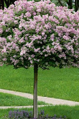 Syringa m. 'Palibin' #10 hvy 4' in bloom and in the landscape ©Bailey Nurseries
