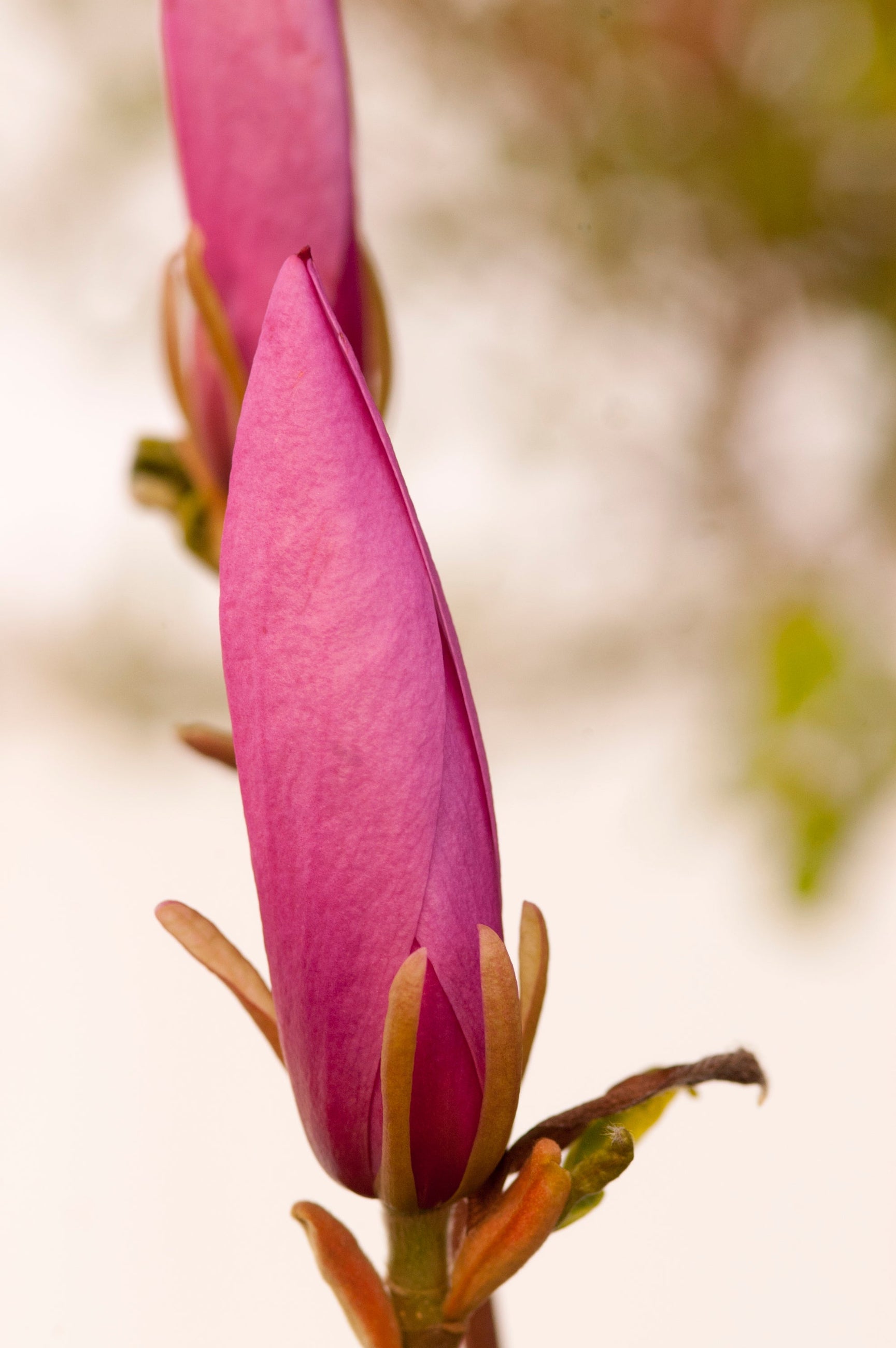 Close-up of a pink flower bud on a branch of the Magnolia 'Ann'with a blurred background ©Bailey Nurseries
