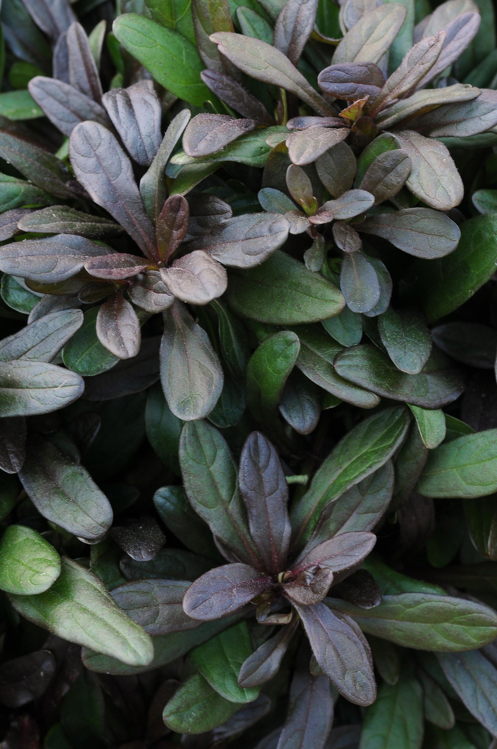 Ajuga repetans 'Chocolate Chip' leaves up close ©Ball Seed