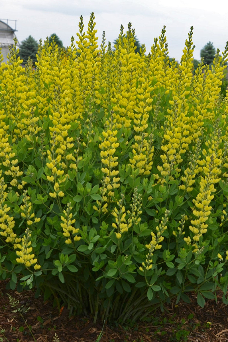 Baptisia 'American Goldfinch' planted in mass and blooming ©Ball Seed